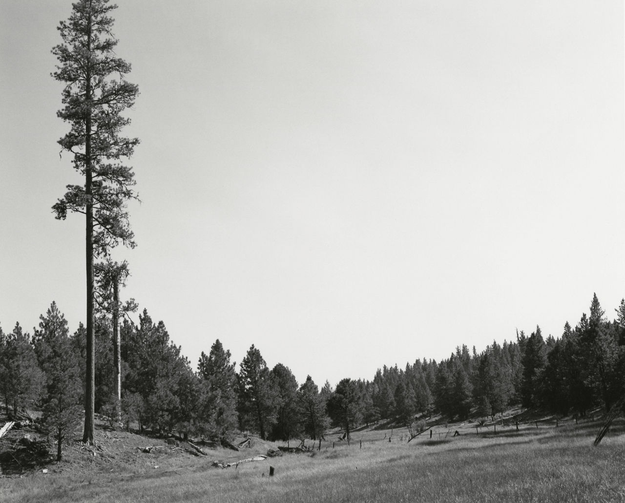 ROBERT ADAMS Turning Back | Matthew Marks Gallery Looking Back
